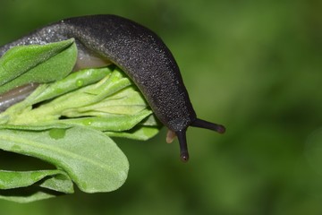 A Black Velvet Leatherleaf slug (Belocaulus angustipes) crawling its way over some plant foliage. These are a common sight in the tropical regions of the US, and they are native to South America.