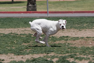 White boxer dog running and tucked at the park in the grass