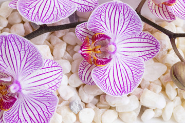 Orchid flowers on bath salt stones, spa still life background