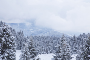 Beautiful winter landscape at the mountain, fir tree forests covered with snow