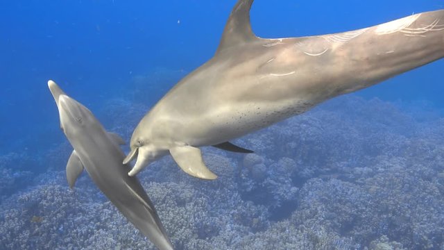 Mother bottlenose dolphin plays with baby in the sea undwerwater, 4K ultra hd video footage 