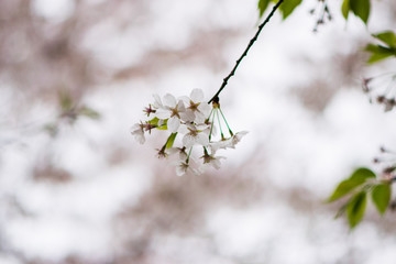 cherry blossom