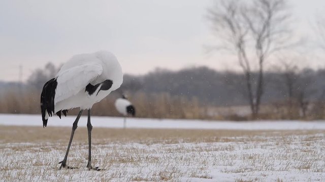 4k video of Beautiful Dancing and flying Red-crowned crane bird from kushiro hokkaido japan in winter season , Courting animal behavior