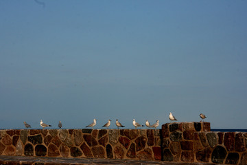 Gulls in a Row