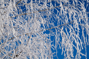 Iced branches of trees