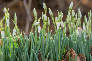 Beautiful fresh snowdrops in early spring. (Galanthus nivalis)