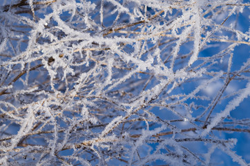 Iced branches of trees