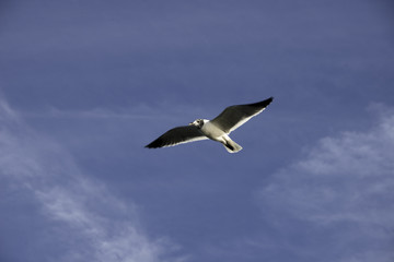 Seagull in Flight in Sebastian, Florida