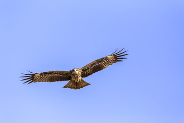 The steppe eagle