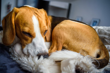 Obraz premium Beagle sleeps in a dog bed