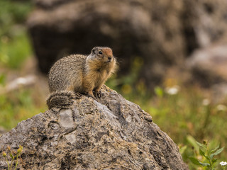 Naklejka na ściany i meble Ground Squirrel looking around from a large rock.