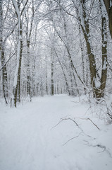 Fototapeta na wymiar The footpath in the winter forest