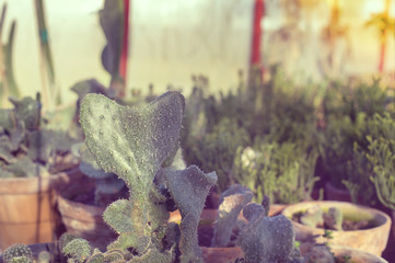 Different types of cactus in greenhouse, closeup to cacti in a shape of a heart