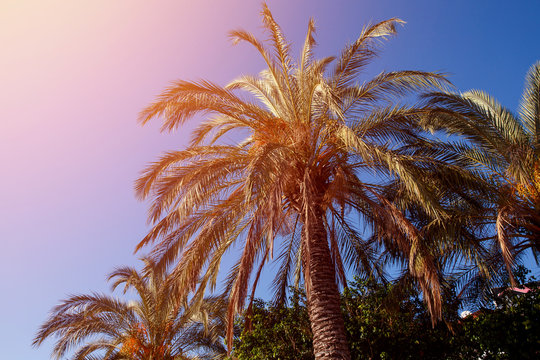 palm tree sun on background of blue sky with sunlight flare