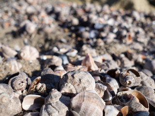 Beach sand, shells, waves and romantic in winter.