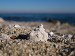 Beach sand, shells, waves and romantic in winter.