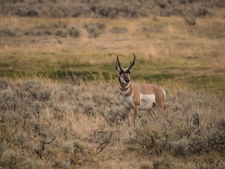 Naklejka na ściany i meble Antelope surveying his surroundings.