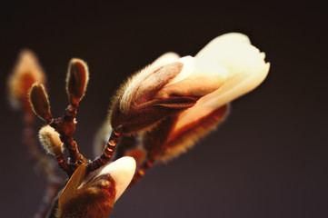 Geschlossene Magnolienblüte in den Farben hellbraun, rose und weiss freigestellt