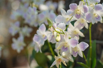 Natural flower background. Orchid blooming in garden under sunlight