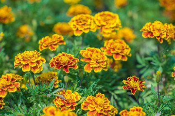 Natural flower background. colorful flowers blooming in garden under sunlight