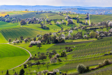 Fototapeta premium Frühlingsparadies in den Weinbergen und Wiesen in Stromberg