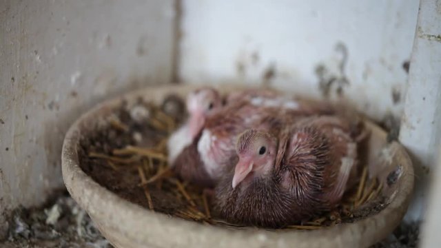 baby pigeon in pigeon nest, pigeon coop in Brooklyn