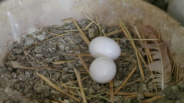 pigeon eggs in pigeon nest, pigeon coop in Brooklyn