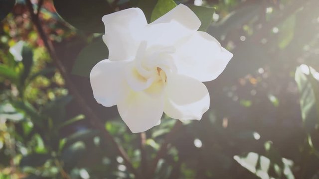 Gardenia jasminoides flower as known as Cape Jasmine flower blown by the wind in the morning sunlight.