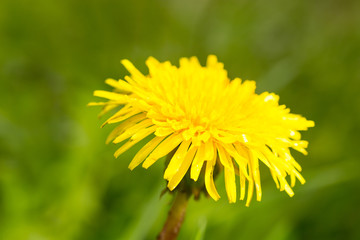 yellow dandelion on a background
