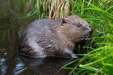 Freilebender Europäischer Biber am Ufer