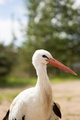 Photo of European white stork walking in field.
