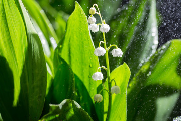 Beautiful lily of the valley flowers in green blur bokeh nature background, spring concept.