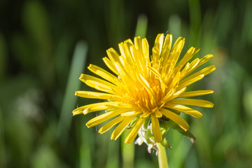 Closeup of the blooming yellow dandelion flower. Green garden background.