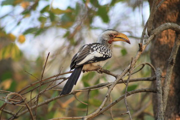 uccelli natura fauna africa safari