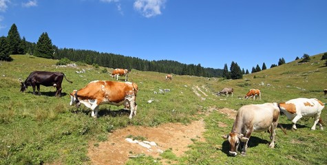 Fototapeta na wymiar cows grazing in the green mountain