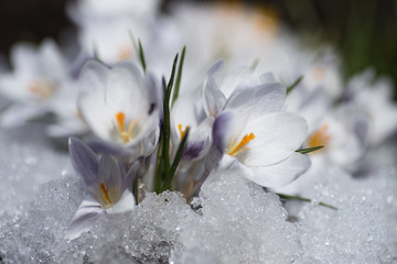 crocus flowers