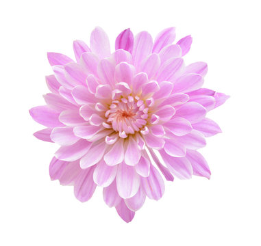 Pink Chrysanthemum Flower Isolated on White Background. Macro Closeup