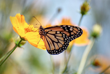 Beautiful butterfly on a flower with a colorful background in summer