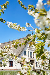 Reetgedecktes Haus im Alten Land