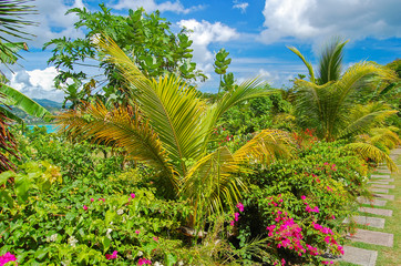 Fototapeta na wymiar Green tropical plants in botanical garden of Grenada island, Caribbean region of Lesser Antilles