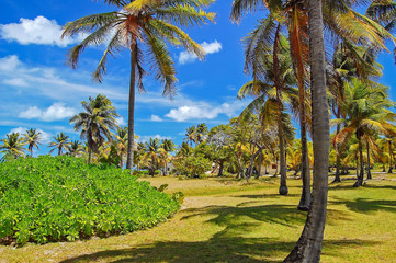 Obraz premium Palm trees on Palm island, tropical island in Caribbean Sea region of Lesser Antilles,