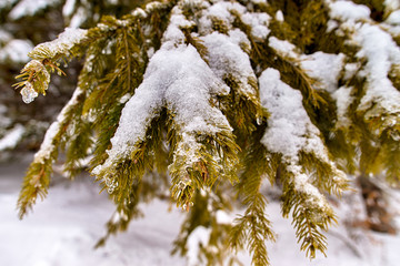 Snow covered trees in winter