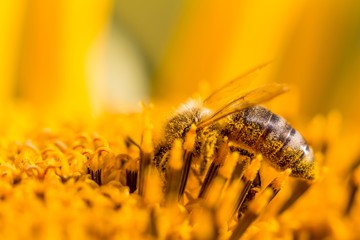 Makro Honig Biene sammelt gelbe Pollen auf Sonnenblume in Natur. Das Tier sammelt Nektar, sitzt auf Blume und bestäubt Blütenstaub in der Sommer Sonne. Wichtig für Umwelt Ökologie gegen Klimawandel