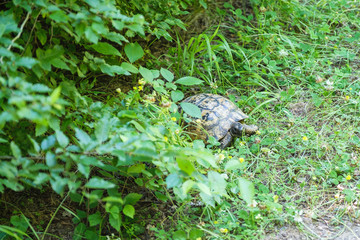 Land turtle in the forest.