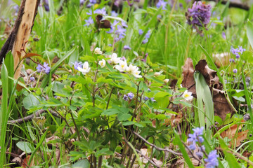 The first spring flowers