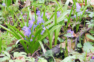 The first spring flowers