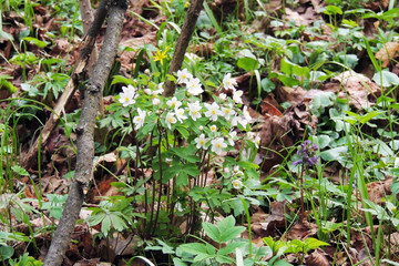 The first spring flowers