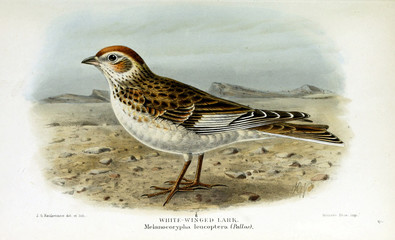 Illustration of a bird.
