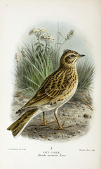 Illustration of a bird.