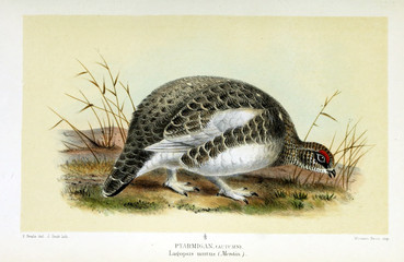 Illustration of a bird.